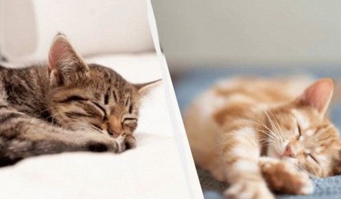 Почему зимой кошки спят больше: удивительные причины и советы для заботливых хозяев