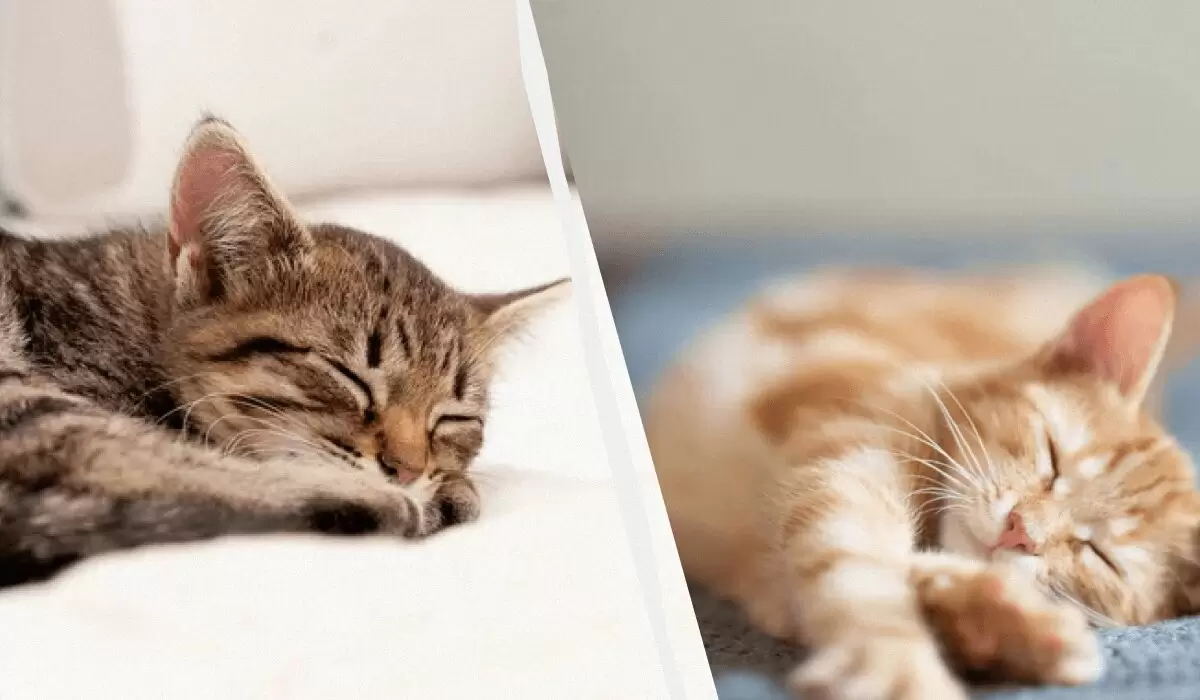 Почему зимой кошки спят больше: удивительные причины и советы для заботливых хозяев