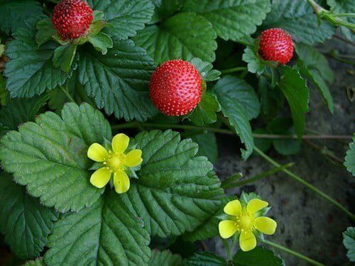 ������ ���������: ����� � ������ ���������