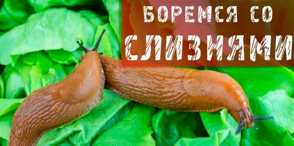 ������� � ������: ��� ��������� ������ �������� ������