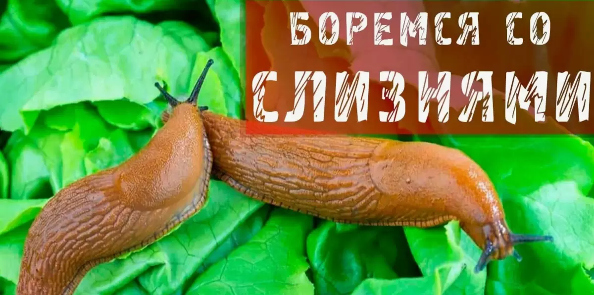 Дачники в панике: как испанские слизни угрожают урожаю