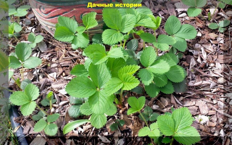 ������ �� ����� �� ��������� ������: ��� �������� ������� ������