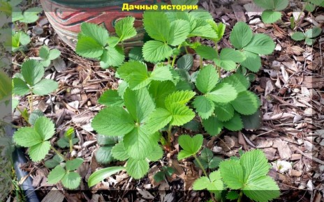 Советы по уходу за клубникой весной: как получить богатый урожай