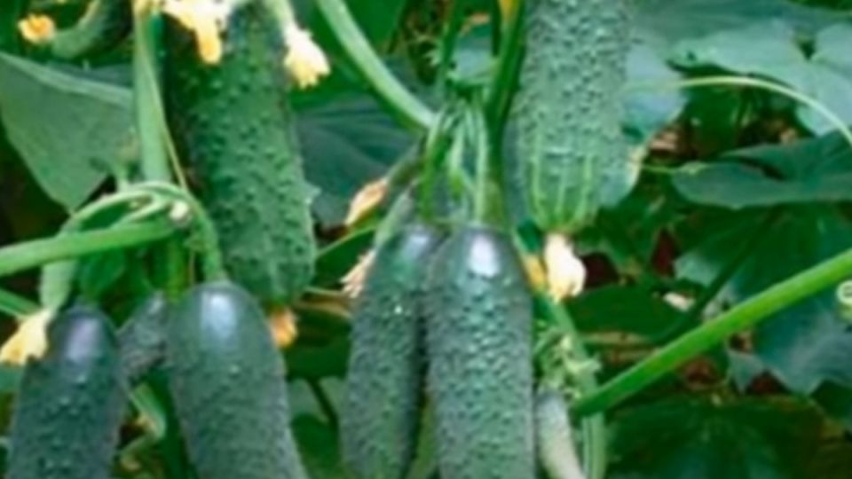 ��� ��������� ������� ������ �� �������: ������� � ������