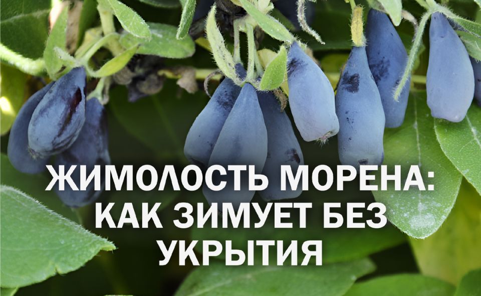 ��������� ������: ������� � ������� �������� �������