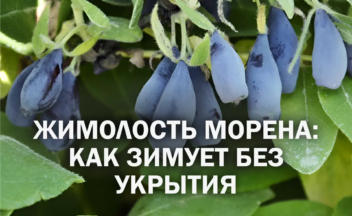 Жимолость Морена: зимовка и секреты успешной посадки