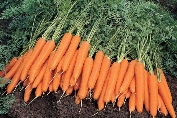 ���� ������� �����: �������� ��� ���� ��� ������������