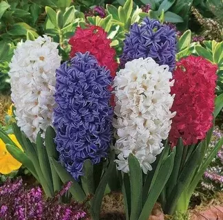 Секреты успешного выращивания гиацинтов: от выбора луковиц до продления цветения