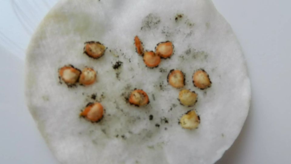 ��� ��������� ����������� ����� � �������� ������� ������ �������� �����