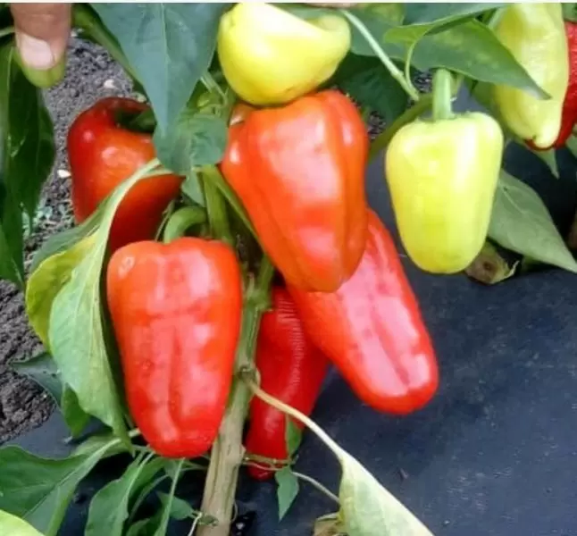 Перец Сапата: непревзойденный выбор для каждого огородника