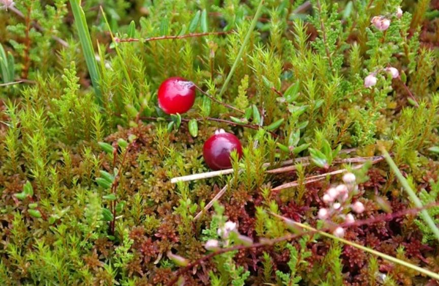 ��� ��������� ������� ������: ������� ��������� ����� � ����������