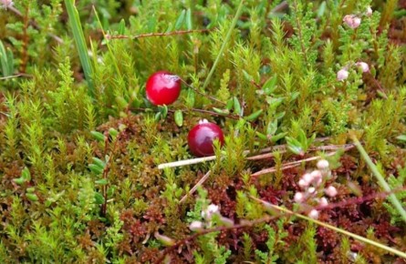 ��� ��������� ������� ������: ������� ��������� ����� � ����������