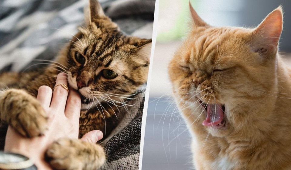 ����������� ��������: ����������� ��������� �����