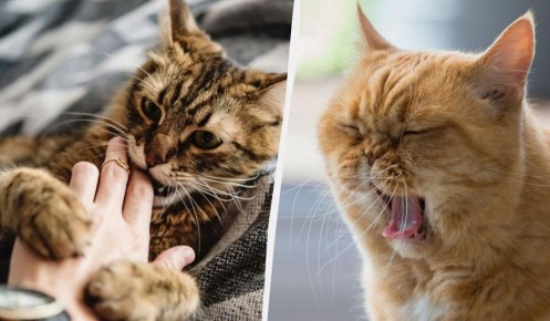 ����������� ��������: ����������� ��������� �����