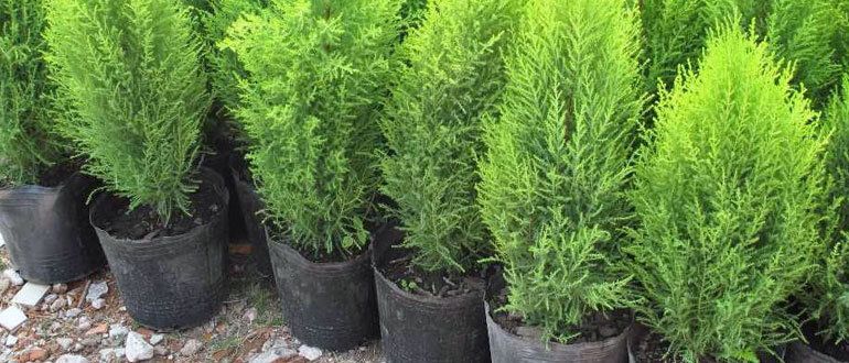 ��� ������ ���������� ���: ������ � ������������