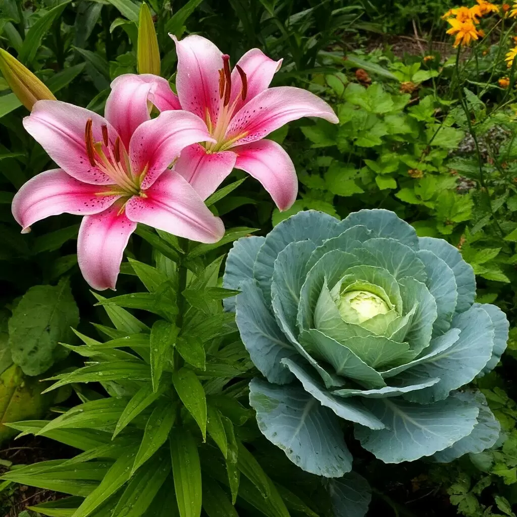 Цветы и овощи в одном контенте: новое дыхание для садоводов