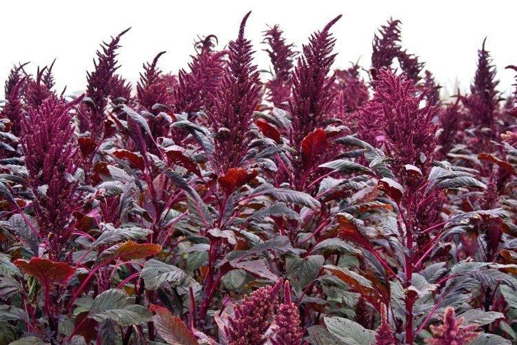 ������� ��������: ��� ������� ������ ���� ������� �������?