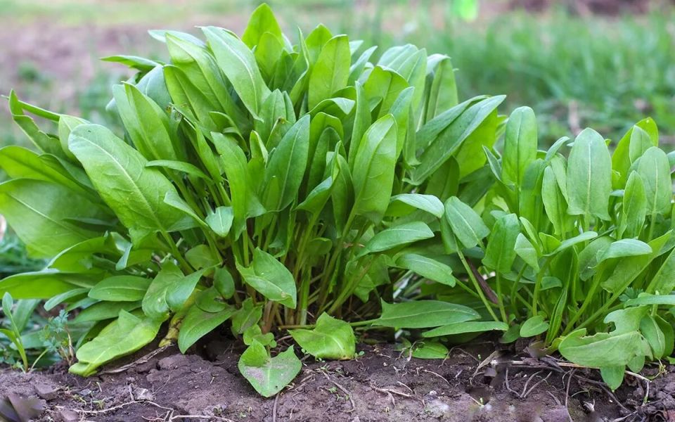 ��� ��������� ������, ����� �������� ������ ������ � ���: ������ �����������