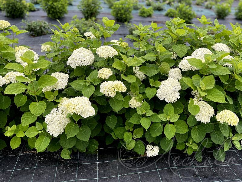 ������ �������: ���������� ����� ��������� � ��� �������� ��������� ��������