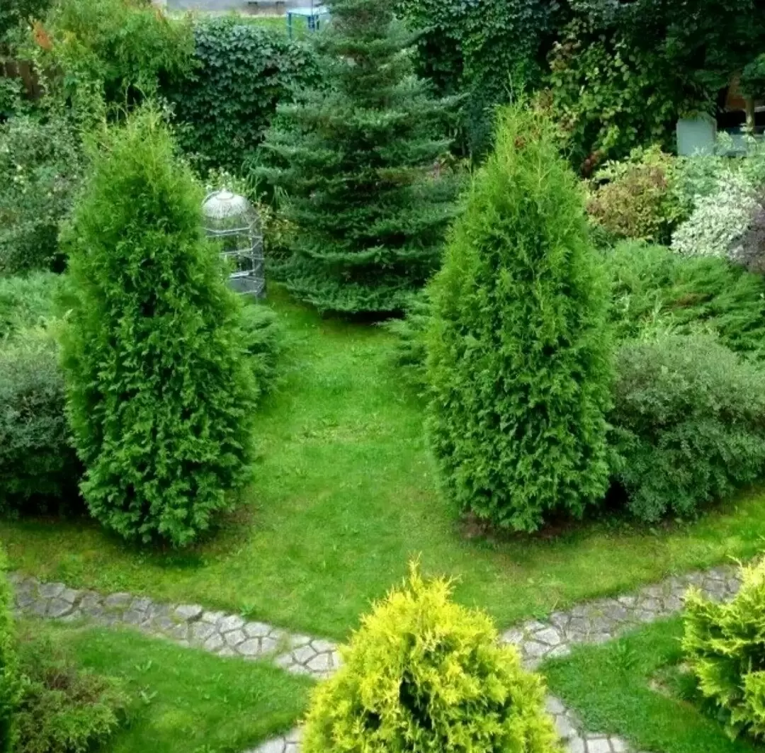 Туя Брабант: как создать зеленый уголок в вашем саду