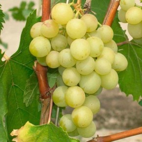 �������� ����������: ���������� �������� ����� � �����-������� ������