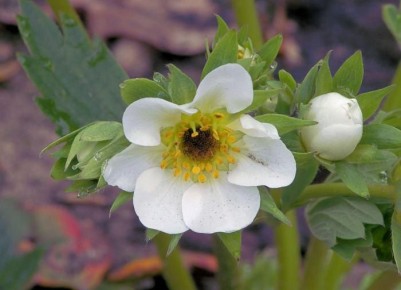 ��� ���������� �������� ������� ��� ���������: ������� ������ ��� ���������