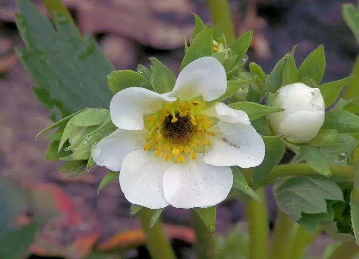 Как эффективно удержать слизней под контролем: простые методы для садоводов