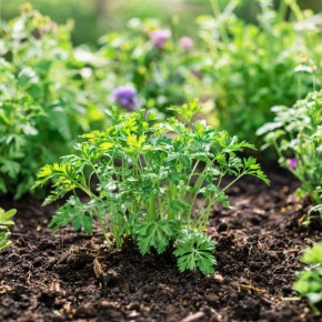 �������� �� ����� ����: 5 ������������� ������ ��� ������ �������