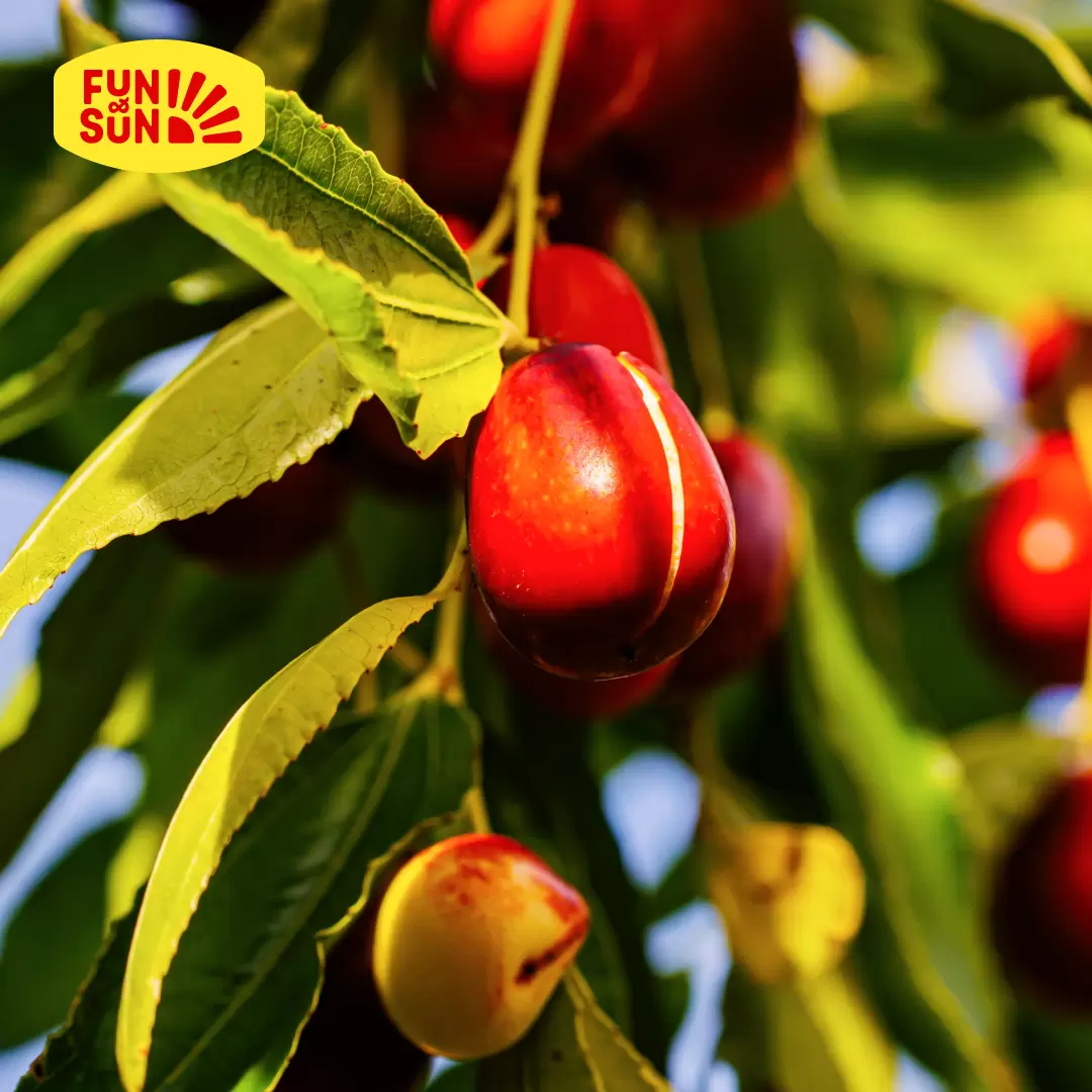 Необычные фрукты, которые стоит попробовать в Китае