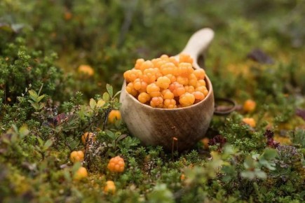 Морошка: сокровище северной кухни и её удивительные свойства