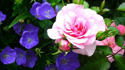 ������������� ������������: ��������� �������� ��� ������� ���������