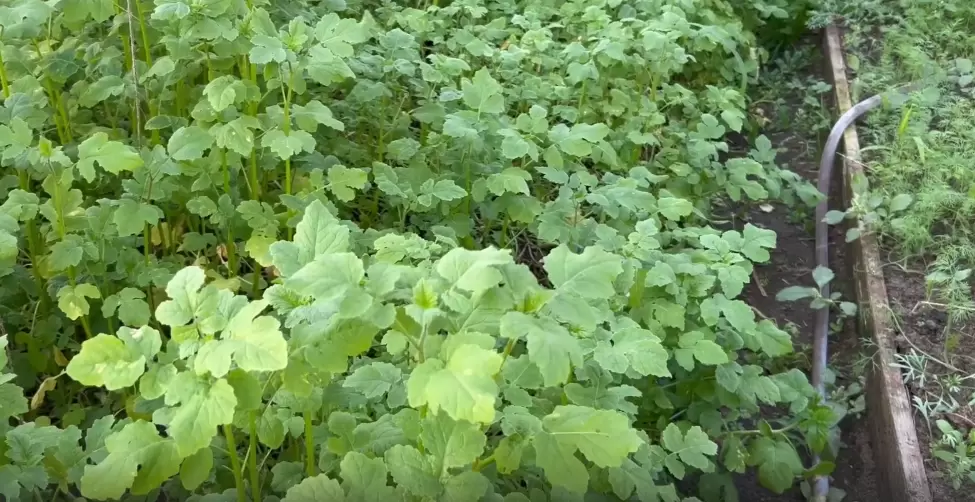 Горчица как сидерат: что нужно знать для успешного посева в октябре