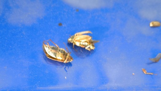 ��� �������� ��� �� ����������� ������: ��������, ������� ��������