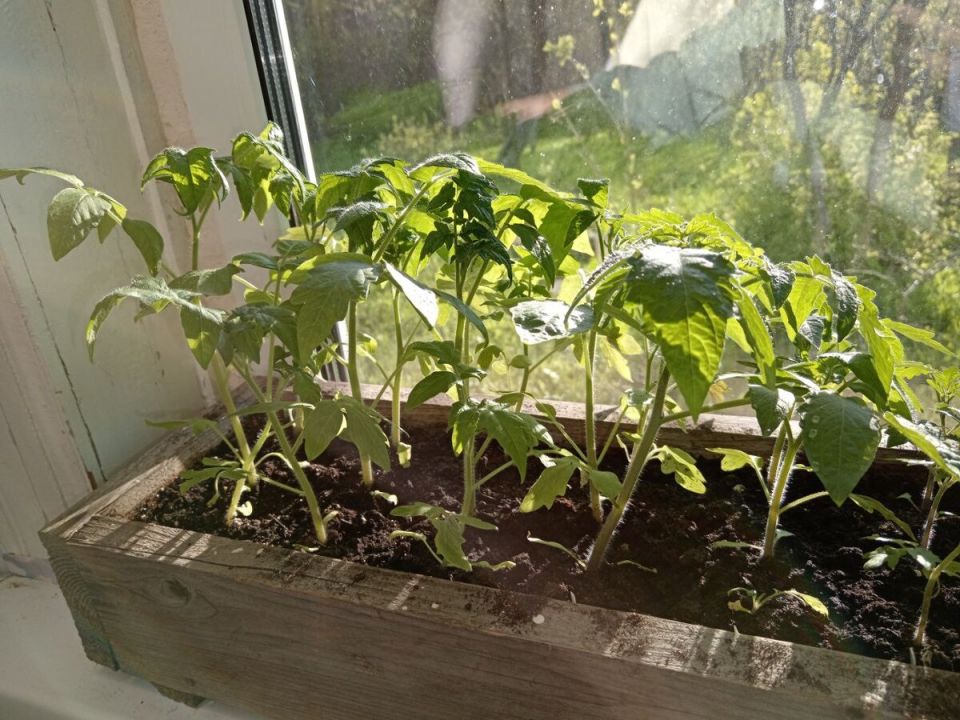 ��� ��������� ������� ������� � ����� �� ���� ��� �����������: ������ ��������