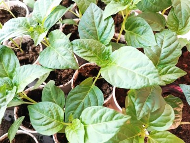 �������� �������: ������ ���������� ������ ���� �� ��������� ����