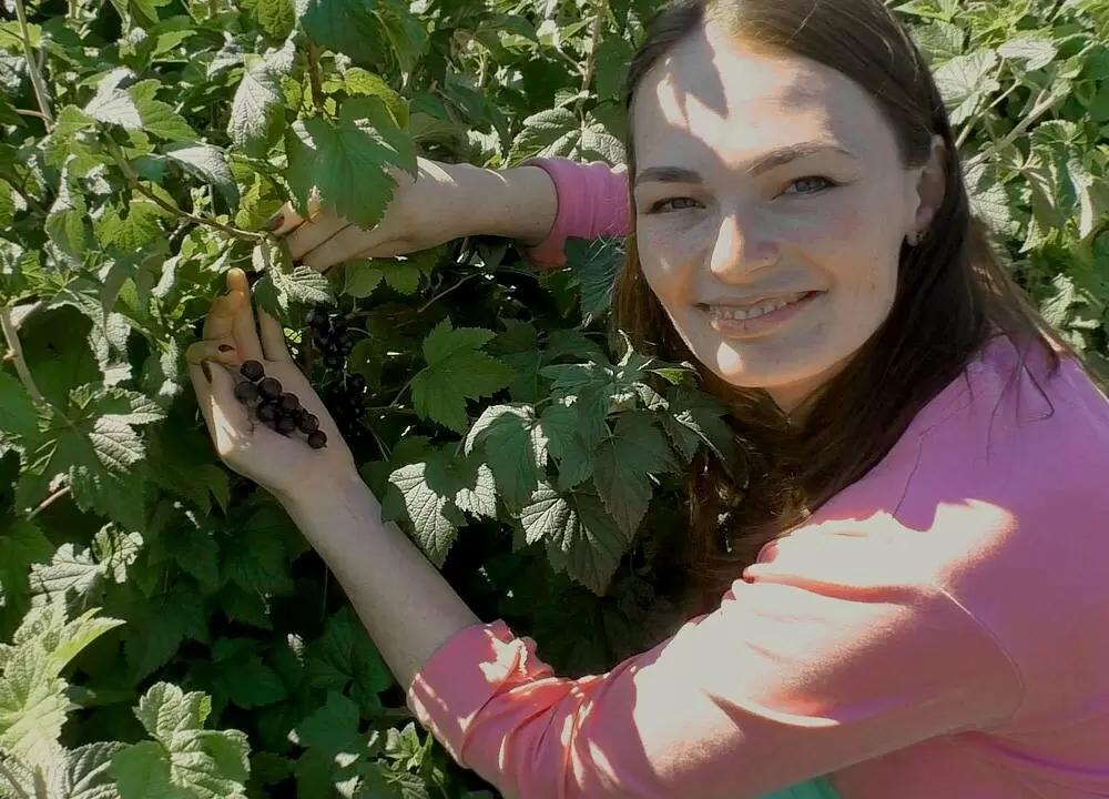 Пересадка смородины: советы, чтобы не повредить кусты
