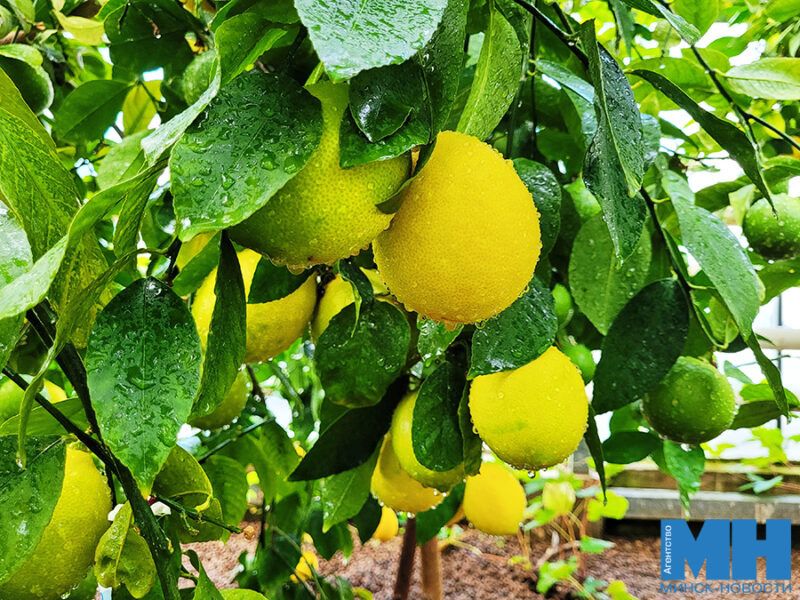 ���������� ���: ���������� ������ � �� ����� � ������������ ����