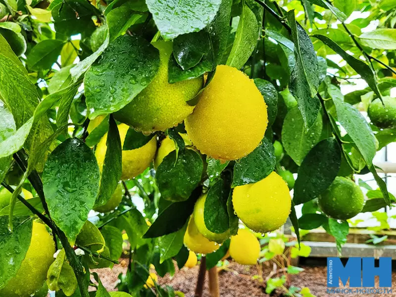 Цитрусовый рай: уникальные фрукты и их тайны в ботаническом саду