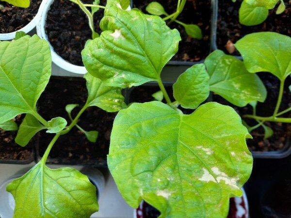 ������, ������� ����� ��������: �������� � �������� ����������