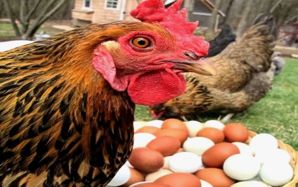 ������ �������: ��� ��������� ������ �������������� ��� � �������� ����� ����