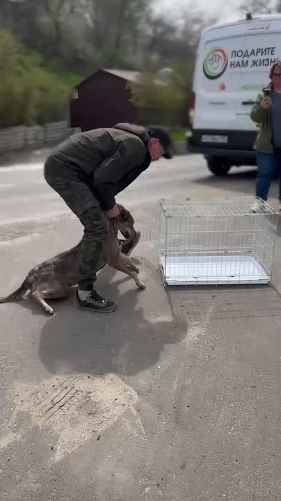 Бережно отловили почти 50 собак - для вакцинации и стерилизации