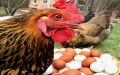Зимние секреты: Как увеличить яичную продуктивность кур в холодное время года