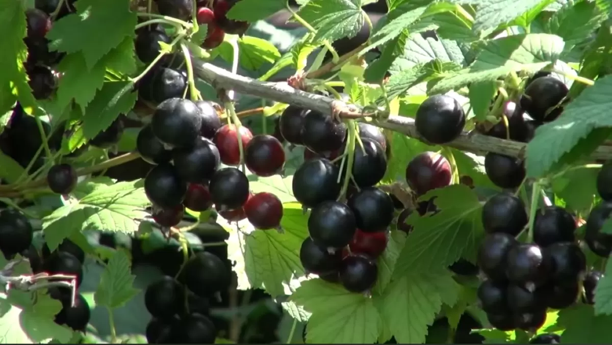 Как добиться крепкой смородины: советы по уходу и самодельный раствор против вредителей