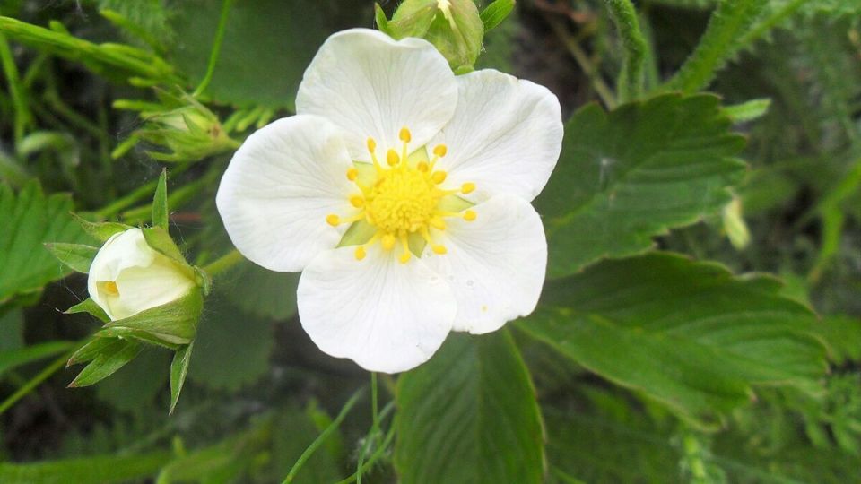 ������� ������������ ������: ��� �������� ������ ������������ ��������