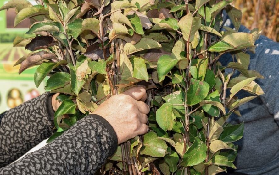 ������� �������� ������� �������: ��� ������� ������������ �������