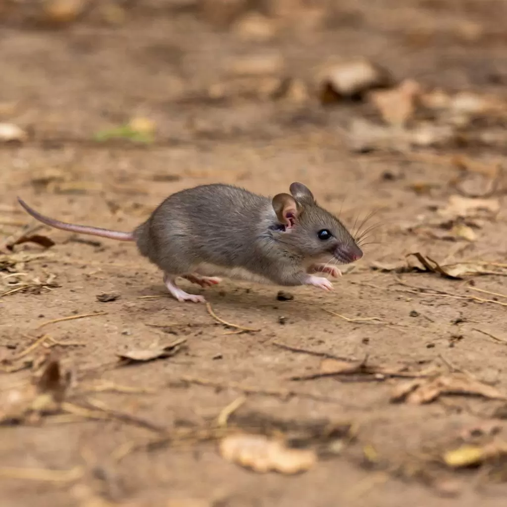 Как защитить дачу от мышей: советы для зимнего сезона