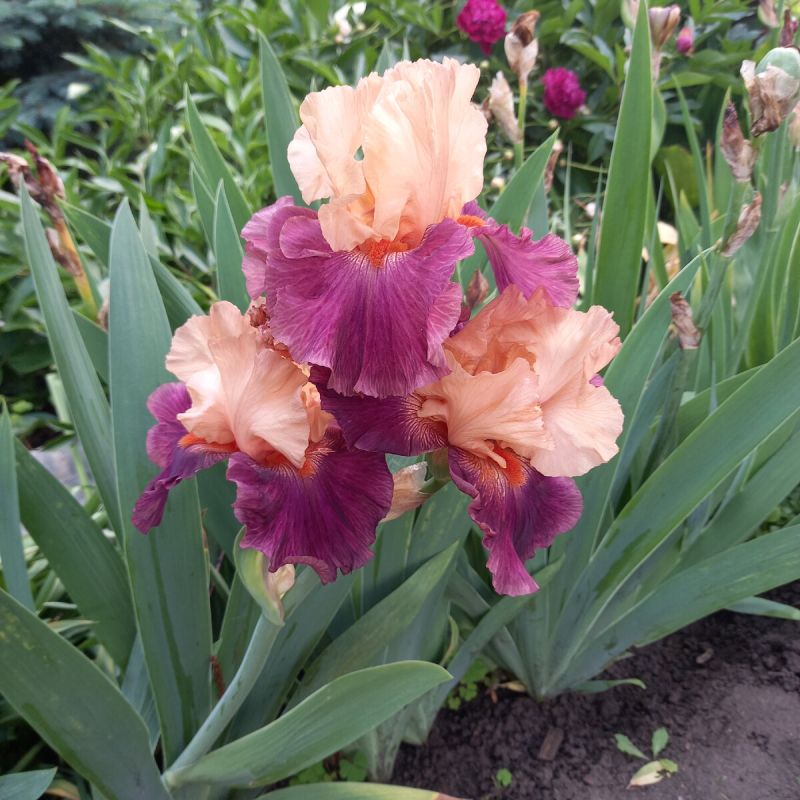 �����: ������� ���������� ������� � �����