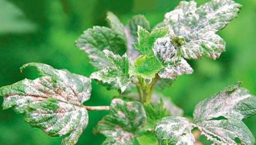 ��� �������� � ��������� �����: ����������� ����������� ��������