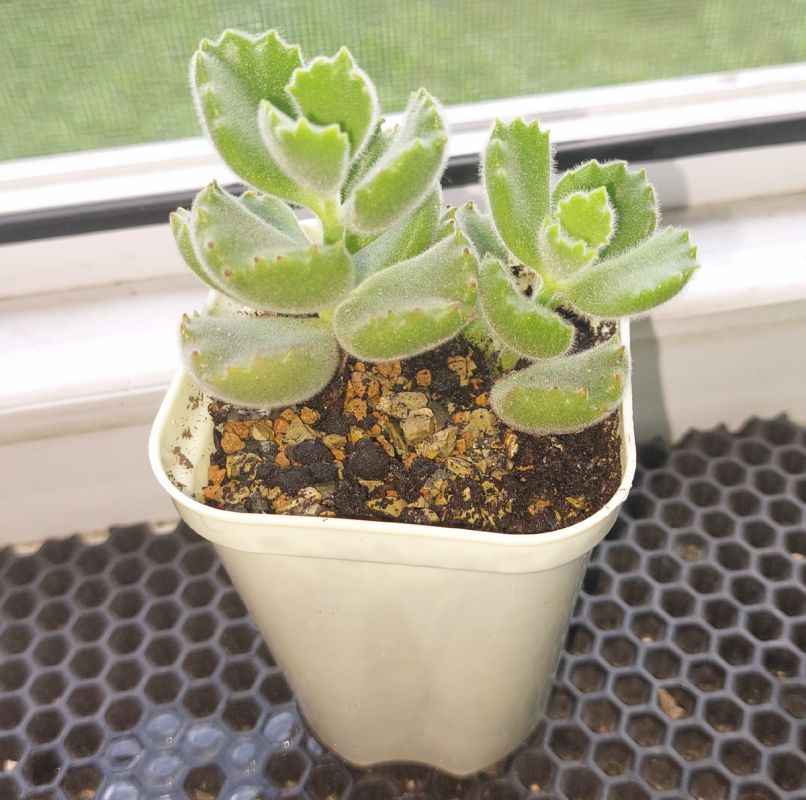 ���������� �����������