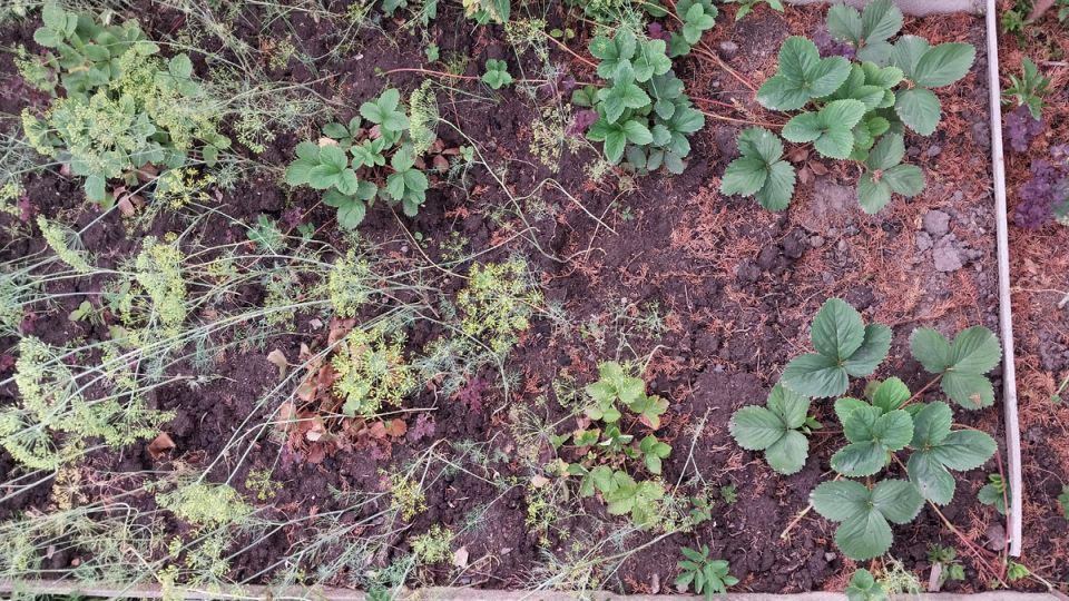 ��� ���������� �� ���������� ������: �������� ������� ���������